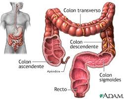 Colon.jpg
