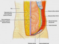 Pared abdominal.jpg