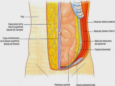 Pared abdominal.jpg