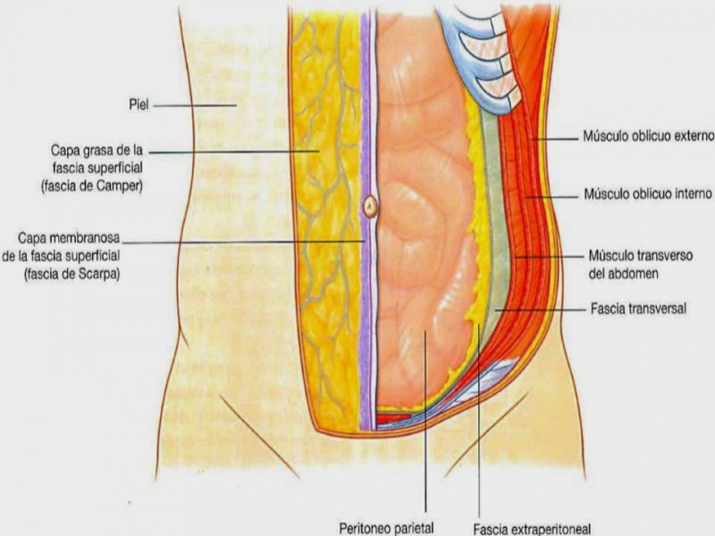 Archivo:Pared abdominal.jpg