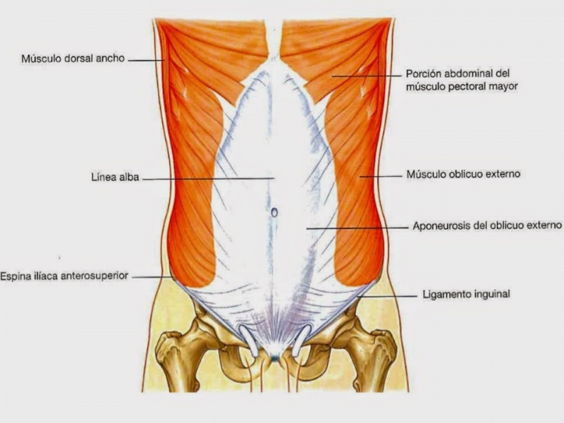 Archivo:Pared abdominal 2.jpg